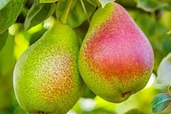 Products we produce